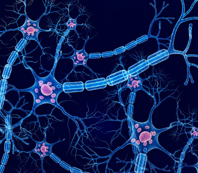 Central Nervous System